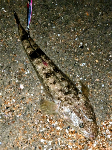 マゴチの釣果