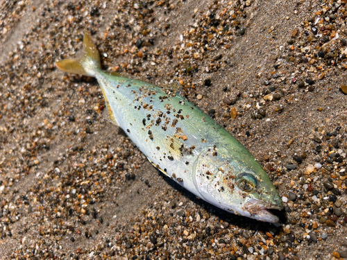 ワカシの釣果