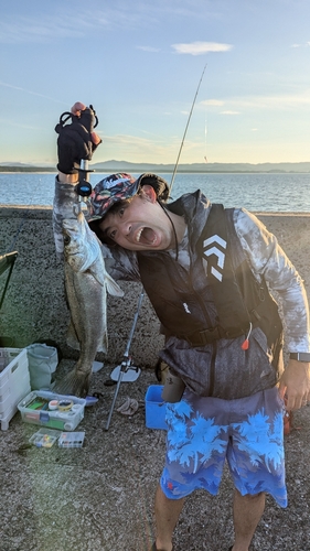 フッコ（マルスズキ）の釣果