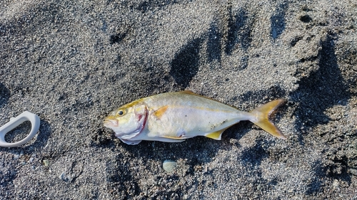 ショゴの釣果