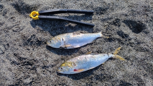 コノシロの釣果