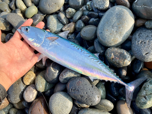 ソウダガツオの釣果