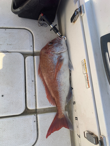 マダイの釣果