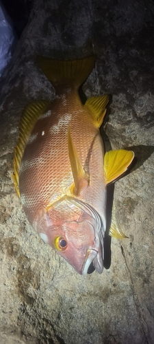 シブダイの釣果