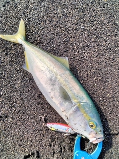 ワカシの釣果