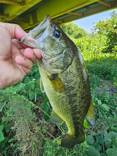 ラージマウスバスの釣果