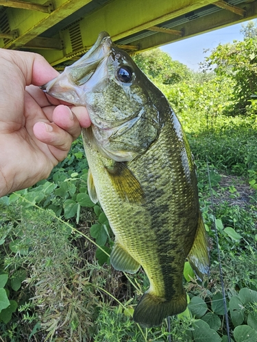 ラージマウスバスの釣果