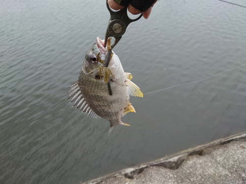 キビレの釣果