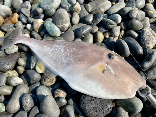 ウスバハギの釣果