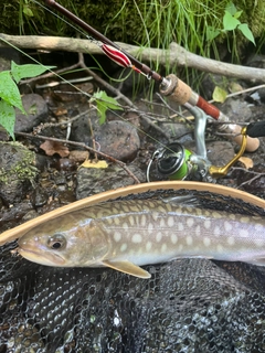 アメマスの釣果