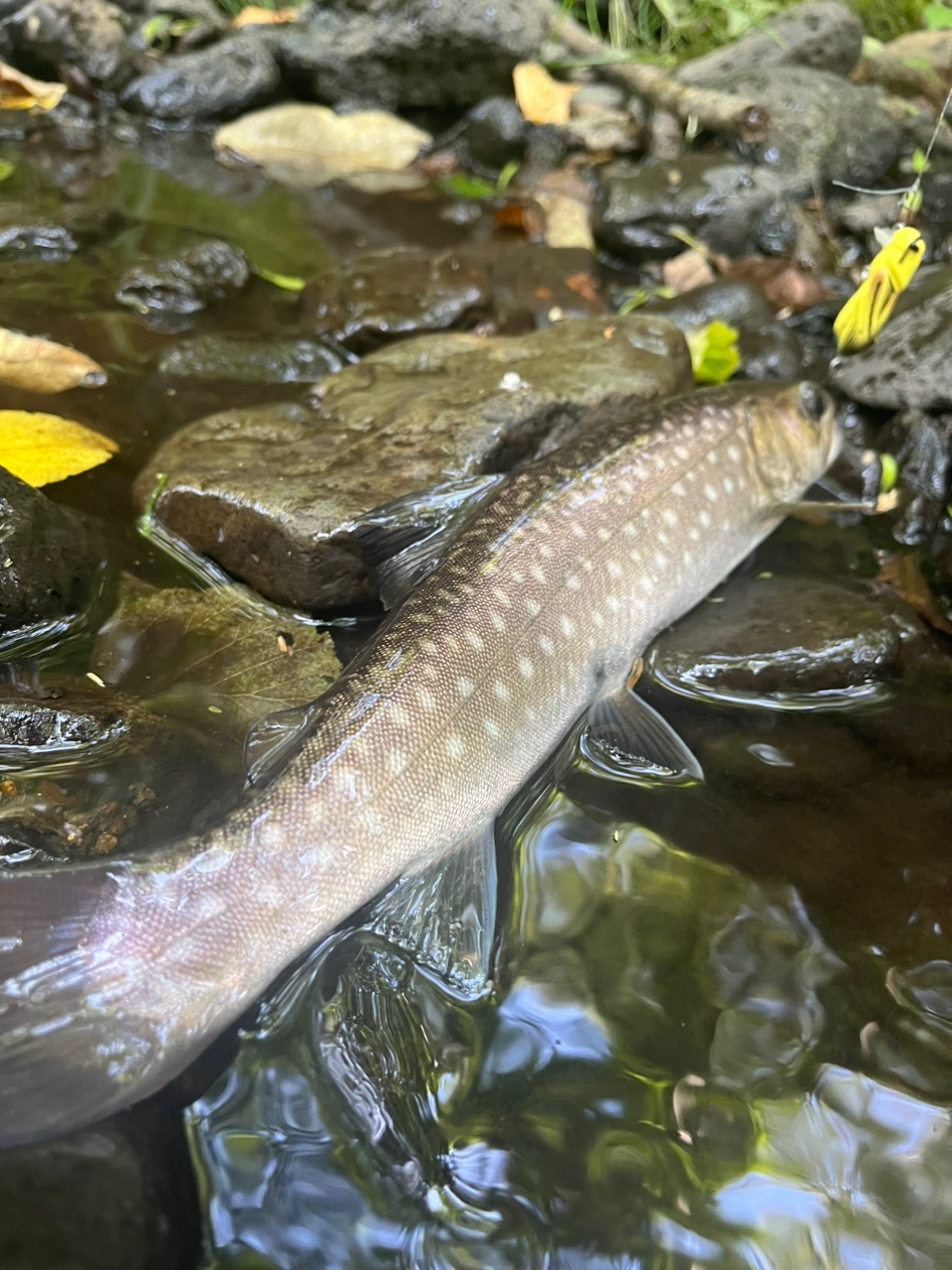 アメマス