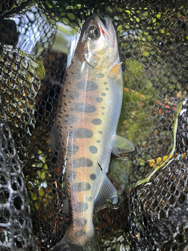 ヤマメの釣果