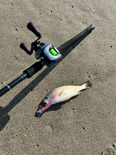 イシモチの釣果