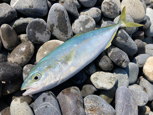 ワカシの釣果