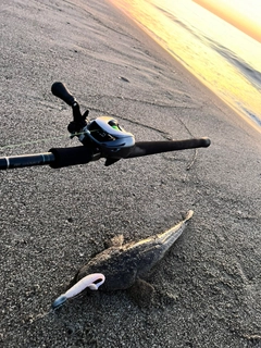 マゴチの釣果