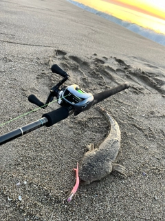 マゴチの釣果