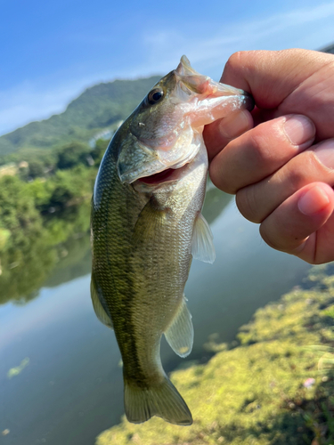 ラージマウスバスの釣果