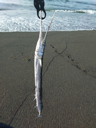 ダツの釣果