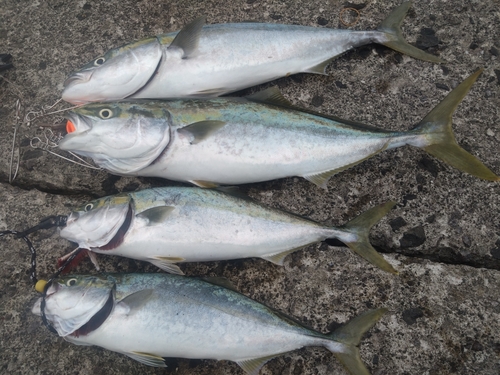 イナダの釣果