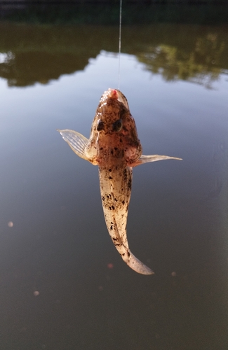 ウロハゼの釣果