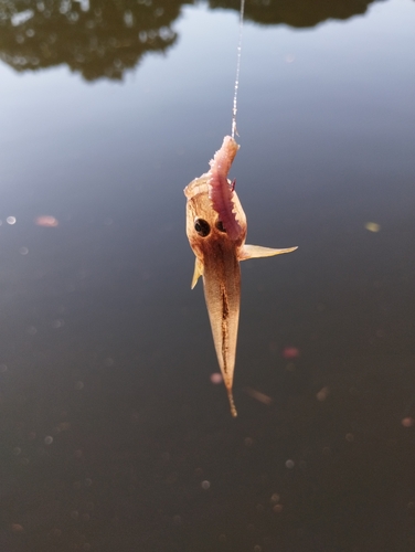 ウロハゼの釣果