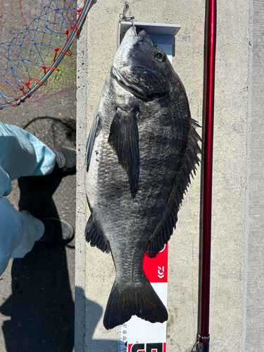 チヌの釣果