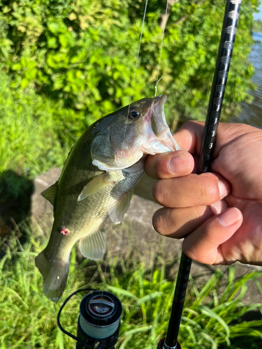 ブラックバスの釣果