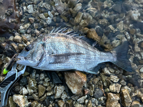 クロダイの釣果