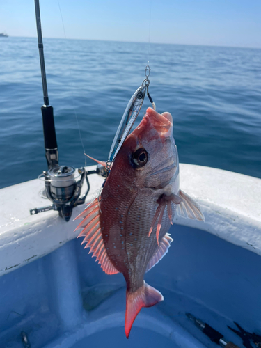 マダイの釣果