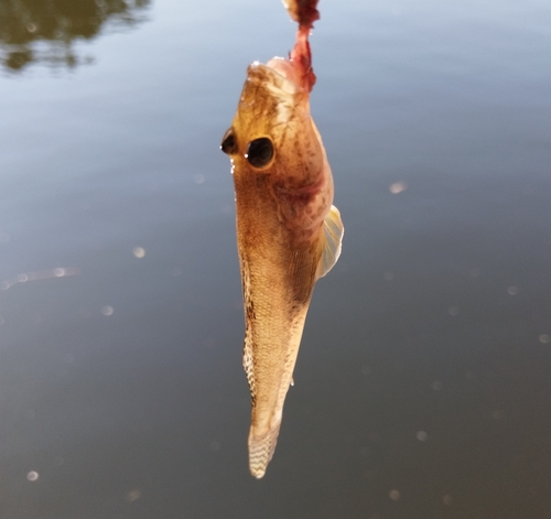 マハゼの釣果