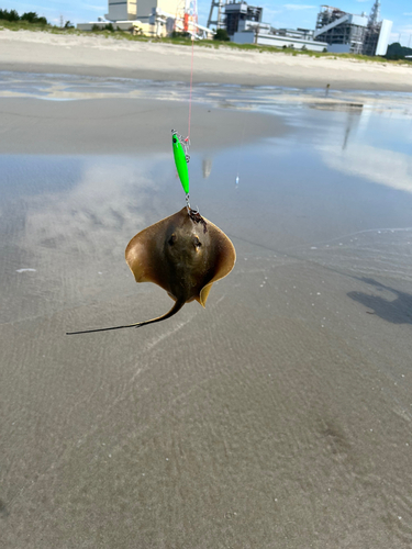 アカエイの釣果