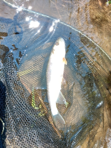 ケタバスの釣果