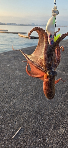 タコの釣果