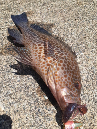 オオモンハタの釣果