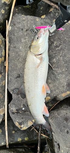 ウグイの釣果