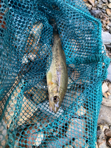 アブラハヤの釣果