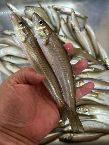 キスの釣果