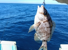 メイチダイの釣果