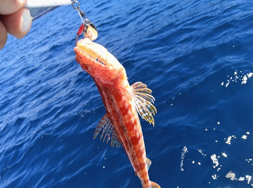 アカエソの釣果