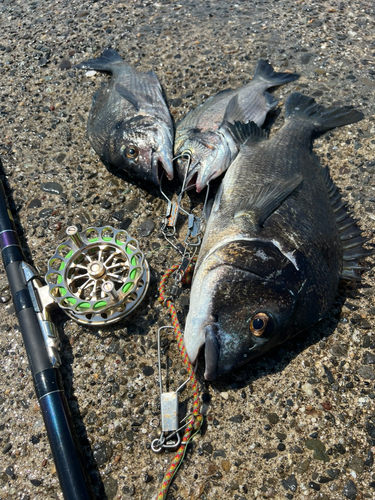 クロダイの釣果