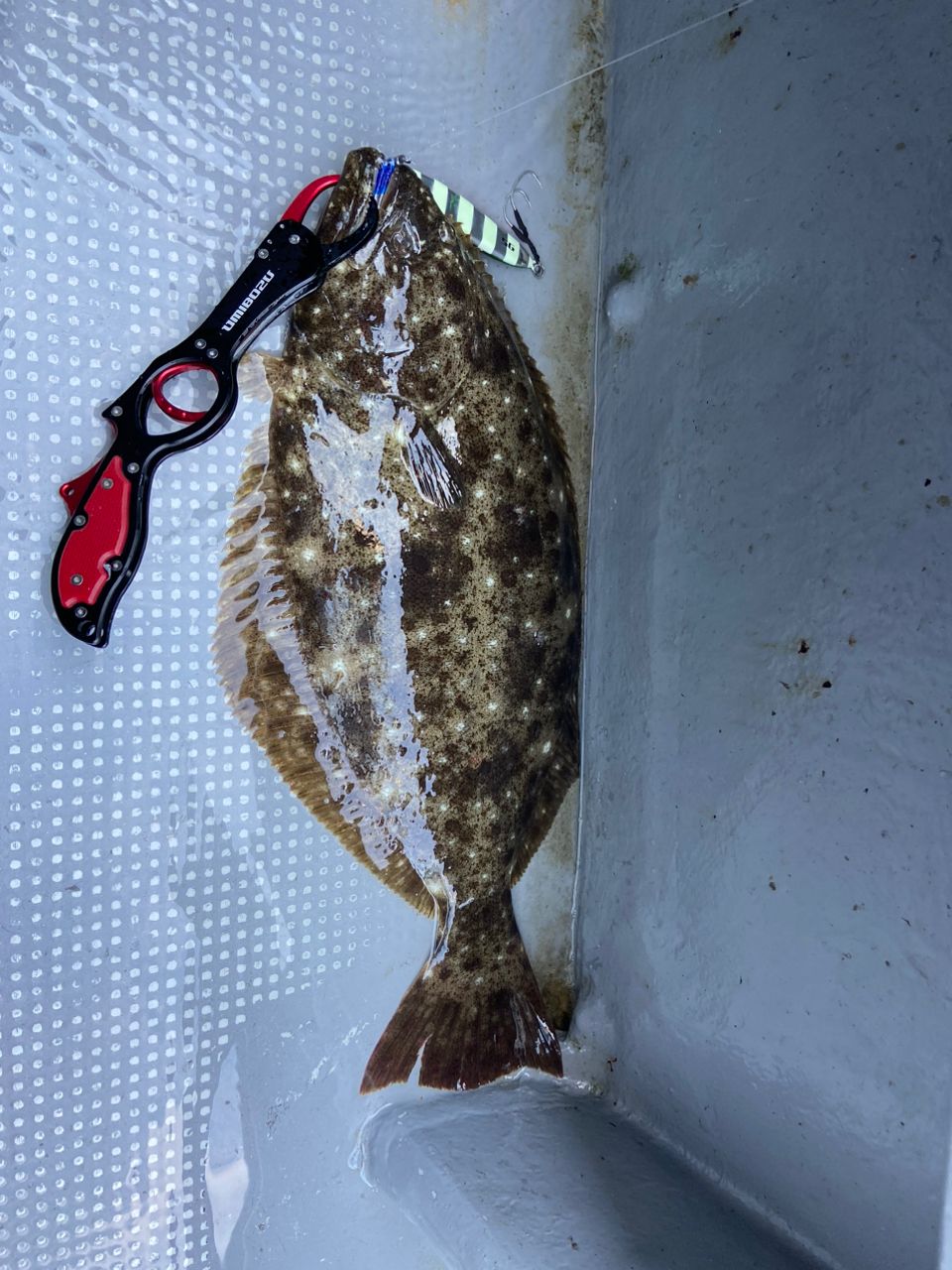 親指ヘッドさんの釣果 1枚目の画像