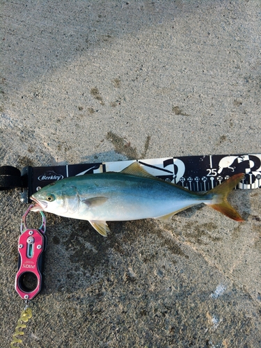 ワカシの釣果