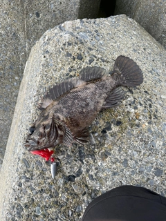 オウゴンムラソイの釣果