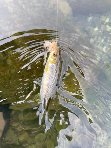 カワムツの釣果