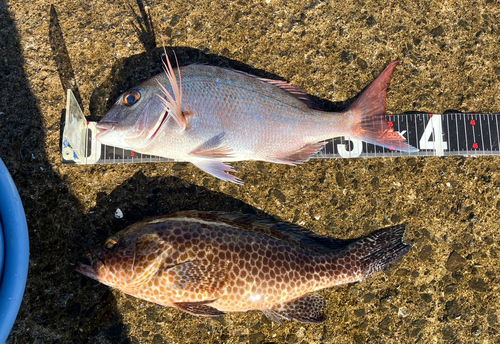 マダイの釣果