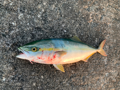 ツバスの釣果