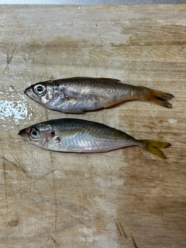 クロムツの釣果