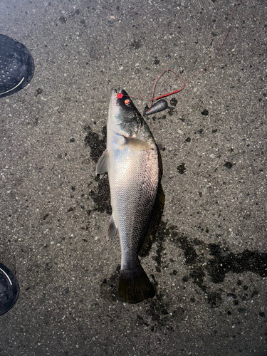 オオニベの釣果