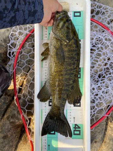 スモールマウスバスの釣果