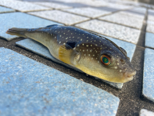 フグの釣果